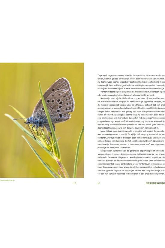 Outdoor Insecten Lieven Scheire 2020