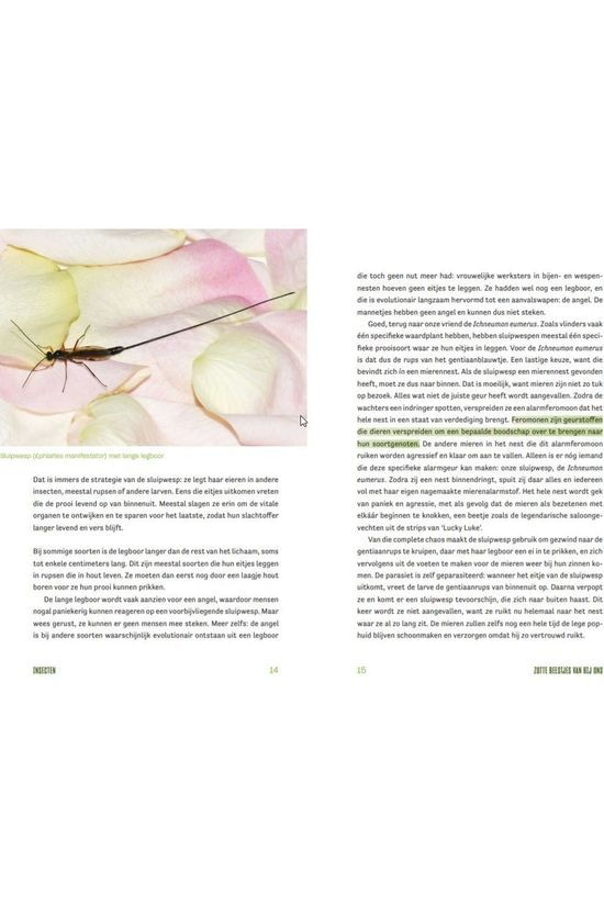Outdoor Insecten Lieven Scheire 2020